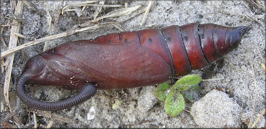 Tobacco Hornworm Moth Pupa Manduca sexta Late Stage